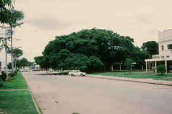 The Big Tree National Monument cape fig tree is a prominent feature in downtown Kabwe, Zambia.