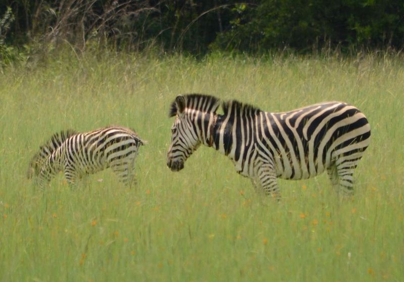 File:Zebras in Kasanka.jpg