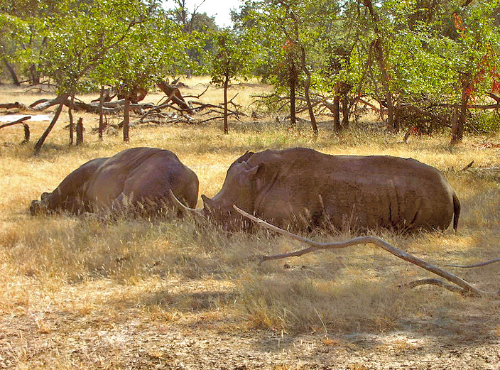 File:White rhino Livingstone.jpg