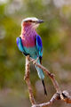 Lilac-breasted roller at South Luwanga National Park