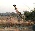 Thornicroft's giraffes in South Luangwa