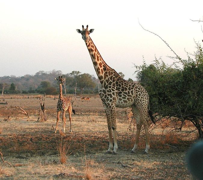 File:Giraffen.jpg